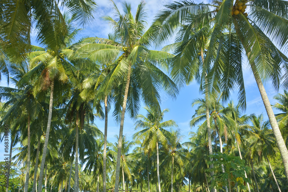 Fototapeta premium Palm tree