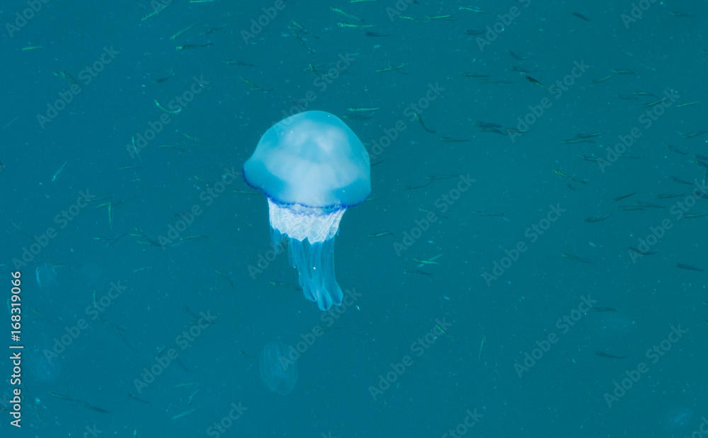 Fototapeta premium Beautiful glowing blue jellyfish in blue water sea with little fish background