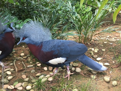 Scheepmaker crowned pigeon photo