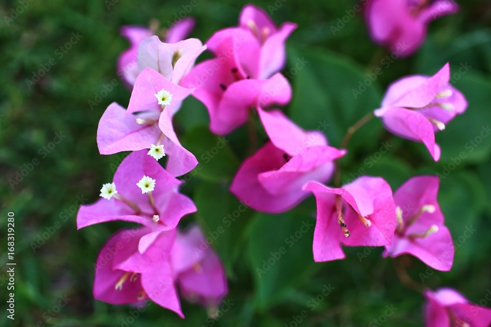 Obraz premium flower