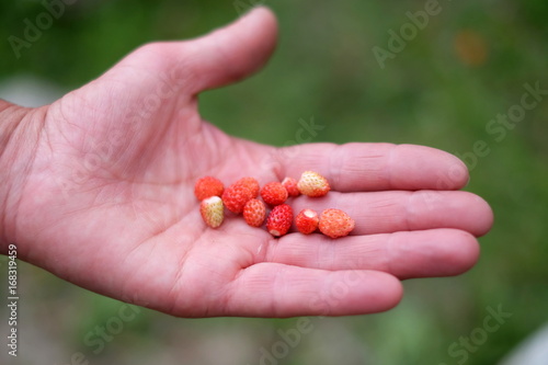 Juicy strawberries in a hand