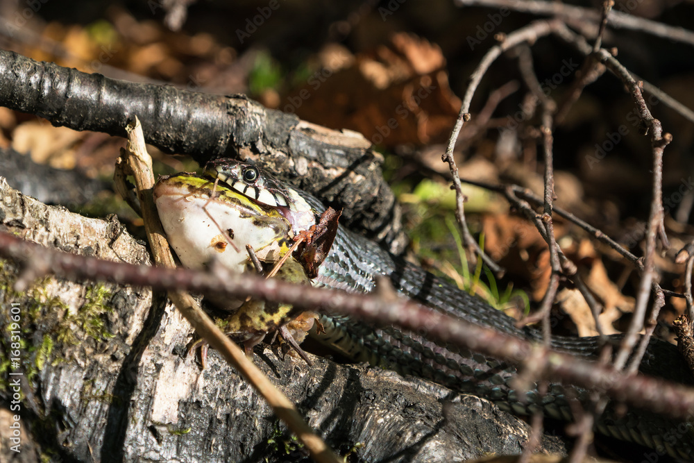Side view of european grass snake that has caught and is eating a green frog Side view of european grass snake that has caught and is eating a green frog