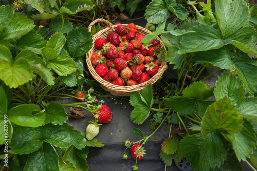 Top view on basket full of freshly picked organic strawberries on a strawberry field or farm.. Healthy snack. Summer. Outdoors.