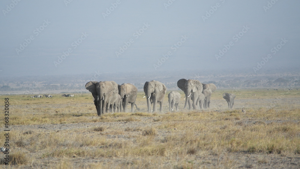 Obraz premium Elefant Elephant 