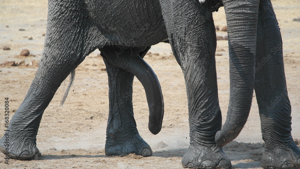 Elefant Elephant Elefant Elephant