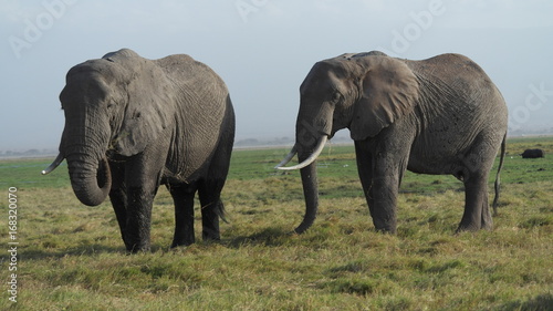 Elefant Elephant 