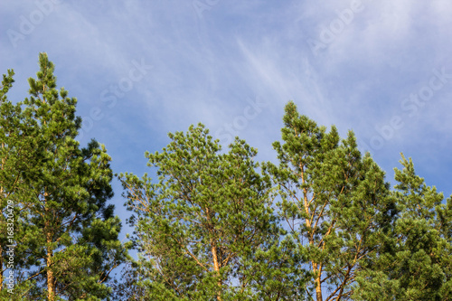 tall pine tree against a blue sky with clouds