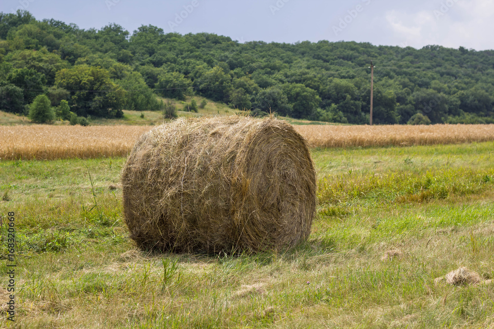 Rolls of haystack on the field, after harvesting wheat.