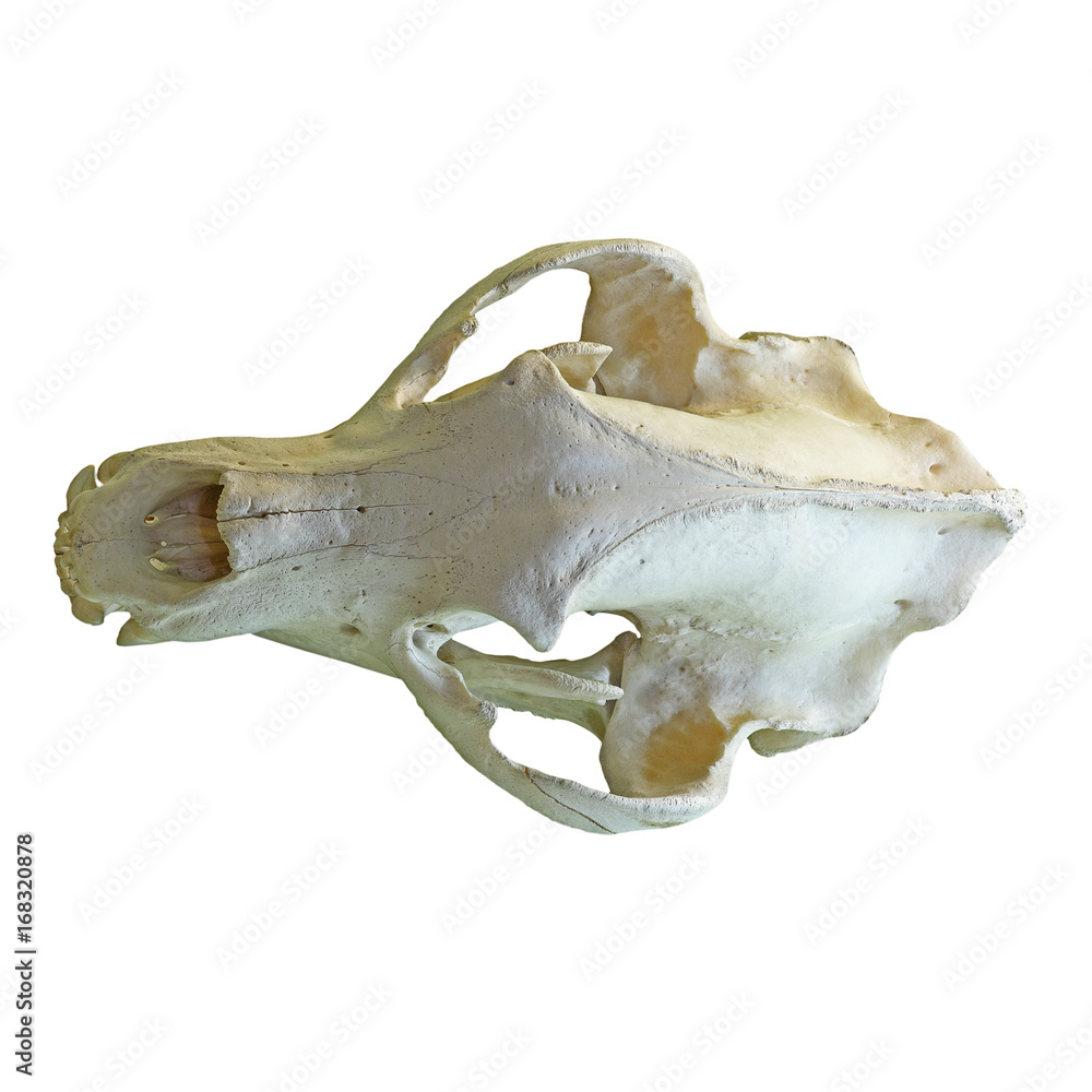 Fototapeta premium brown bear isolated cranium