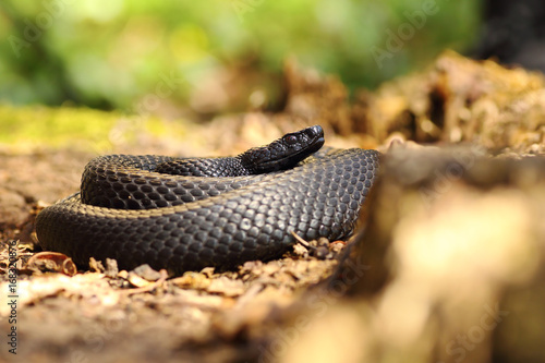 black snake on forest ground