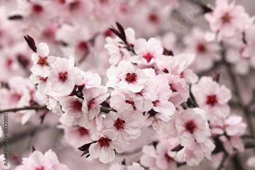 close up of japanese cherry flowers