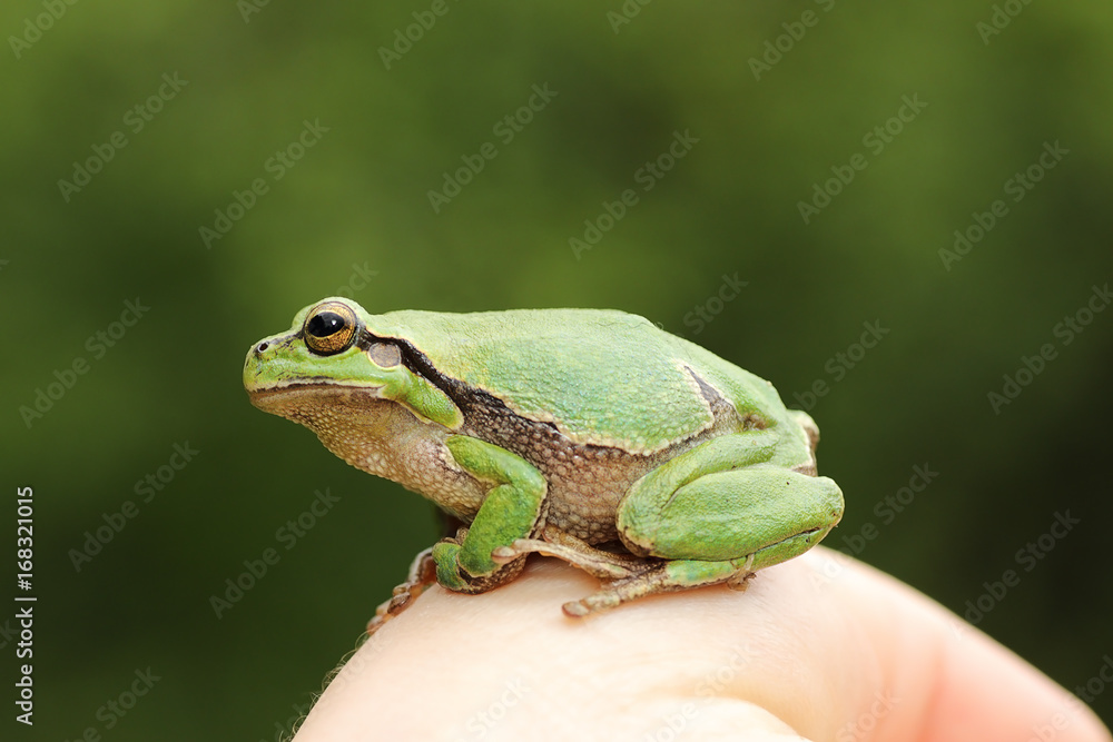 cute green tree frog on woman hand cute green tree frog on woman hand