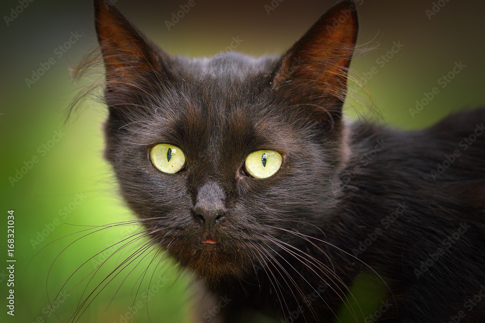 cute black cat face