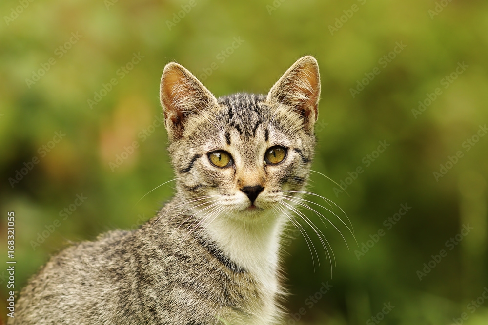 cute kitten portrait