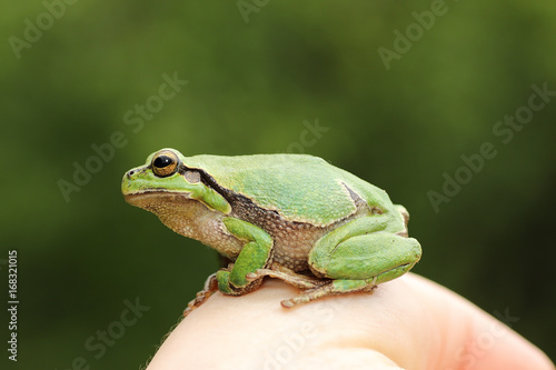 cute green tree frog on woman hand