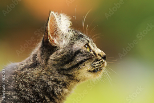cute striped curious cat