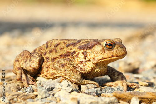 european common brown toad on the ground