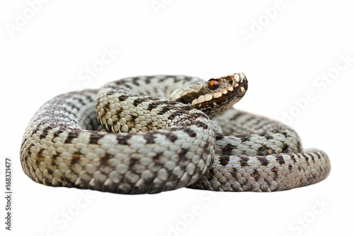 isolated male common crossed viper