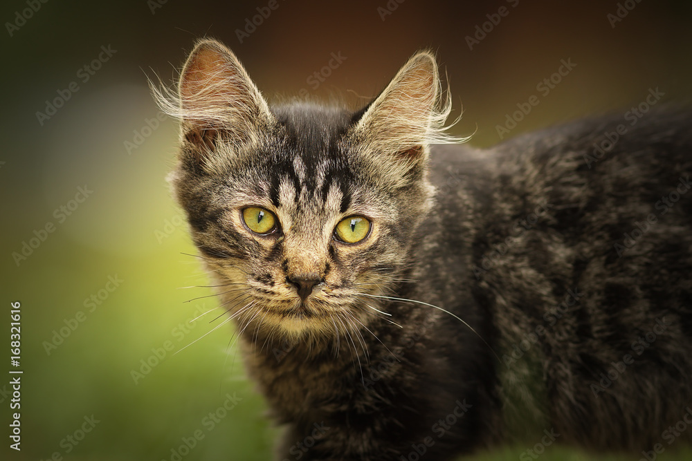 portrait of fluffy young domestic cat
