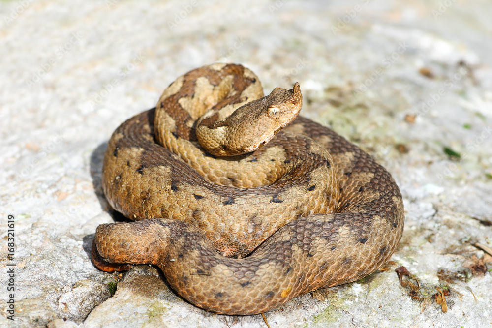 Obraz premium nose horned adder on rock