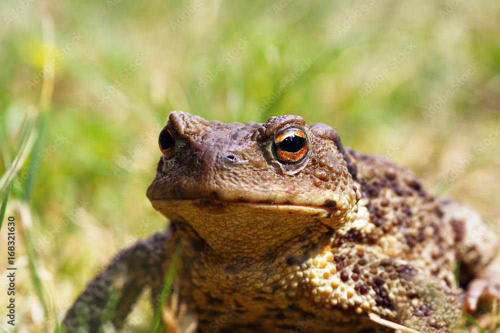 Naklejka premium portrait of ugly toad