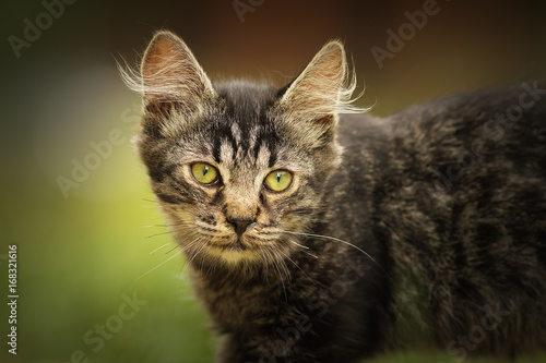 portrait of fluffy young domestic cat © taviphoto