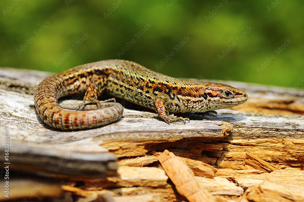 Naklejka premium viviparous lizard basking on stump
