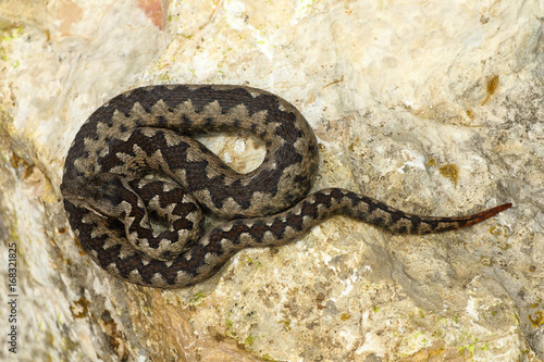 toxic european snake on stone