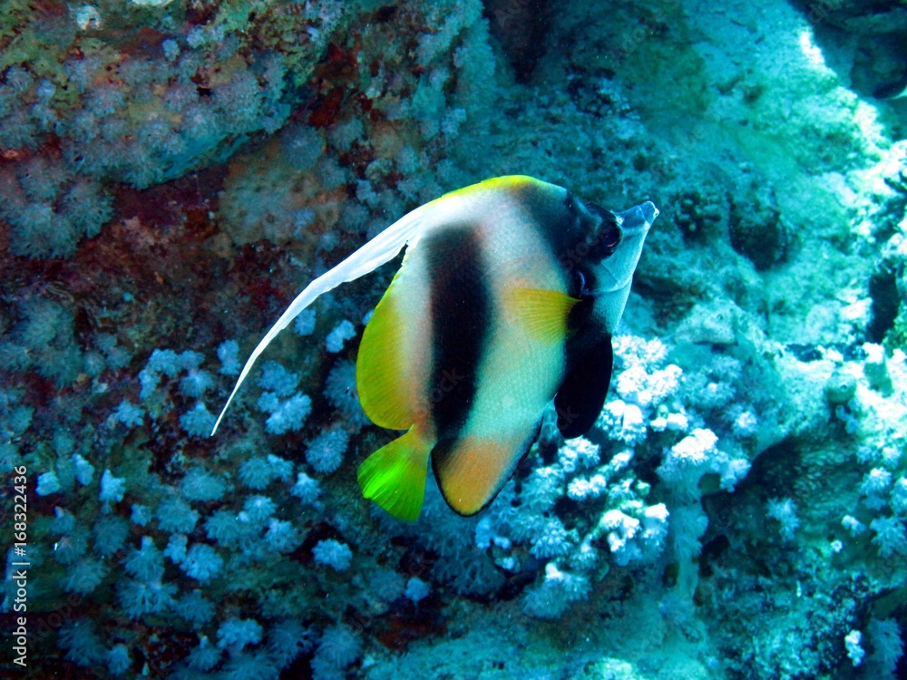 Masked Banner fishes in the Red Sea Masked Banner fishes in the Red Sea