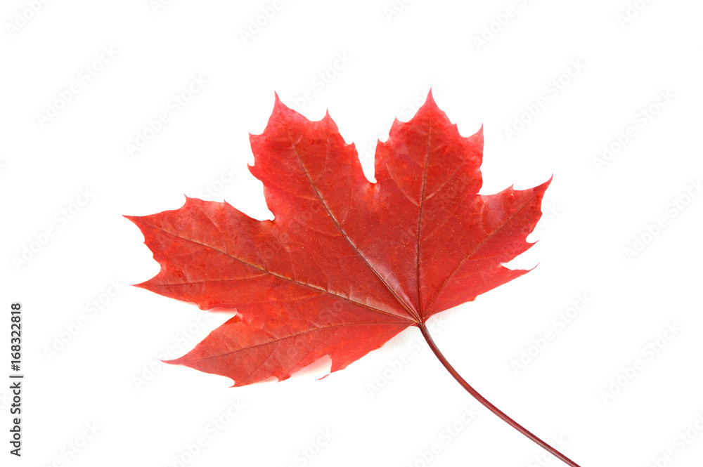 Fototapeta premium red autumn maple leaf isolated on white background