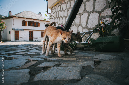 Stray cats on Greek island of Thassos © MarkoVS87