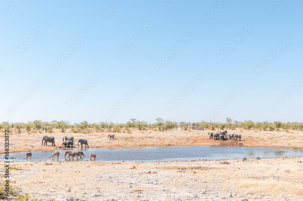 Herds of greater kudus and elephants drinking water Herds of greater kudus and elephants drinking water