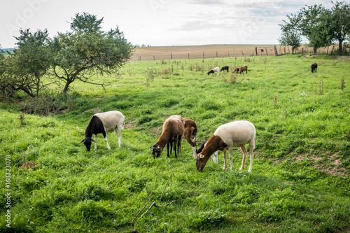 Schafe auf der Weide © focus finder
