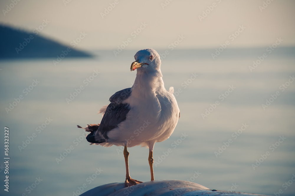 Fototapeta premium Seagulls collecting food from the ferry which tranfers people and cars to island of Thassos, Greece.