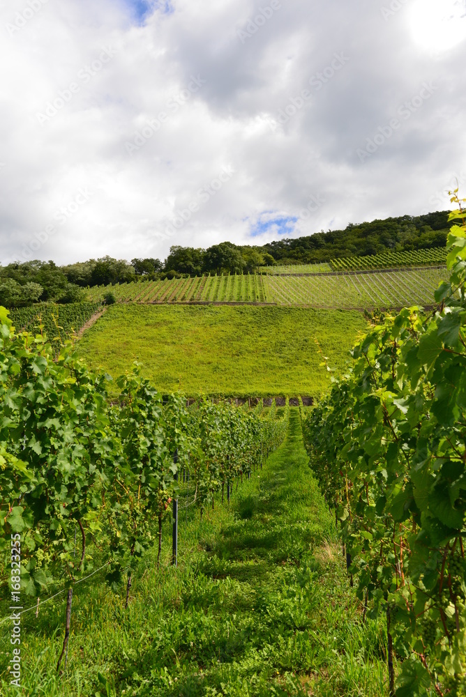 Weinstöcke in Leutesdorf Landkreis Neuwied 