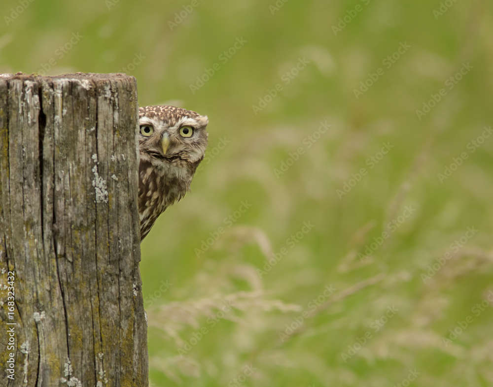 Obraz premium Little Owl looking from behind a fence post (athene noctua)