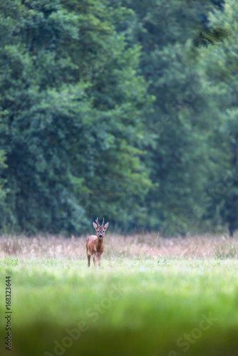 Roe deer buck in meadow