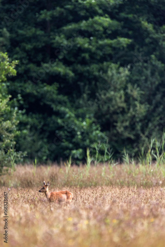 Roe deer doe standing in field. Profile view.