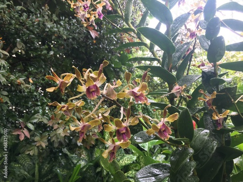 Quadro em tela Dendrobium Barack and Michelle Obama Orchid flower