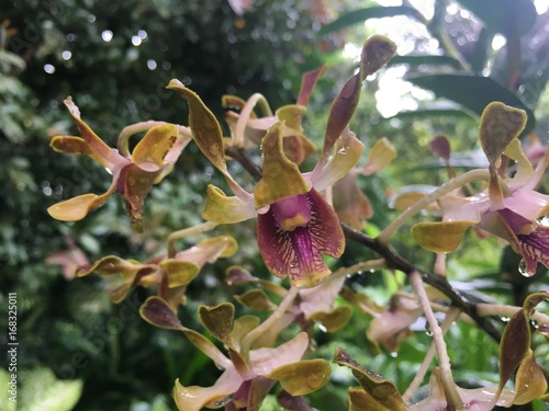 Dendrobium Barack and Michelle Obama Orchid flower photo