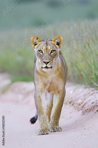 Kalahari Queen photo