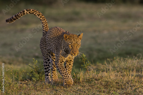 The Golden Tail