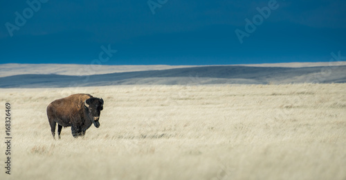 Bison in the stormy prairie sky