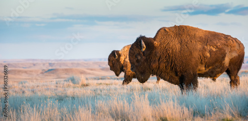 Bison in the prairies