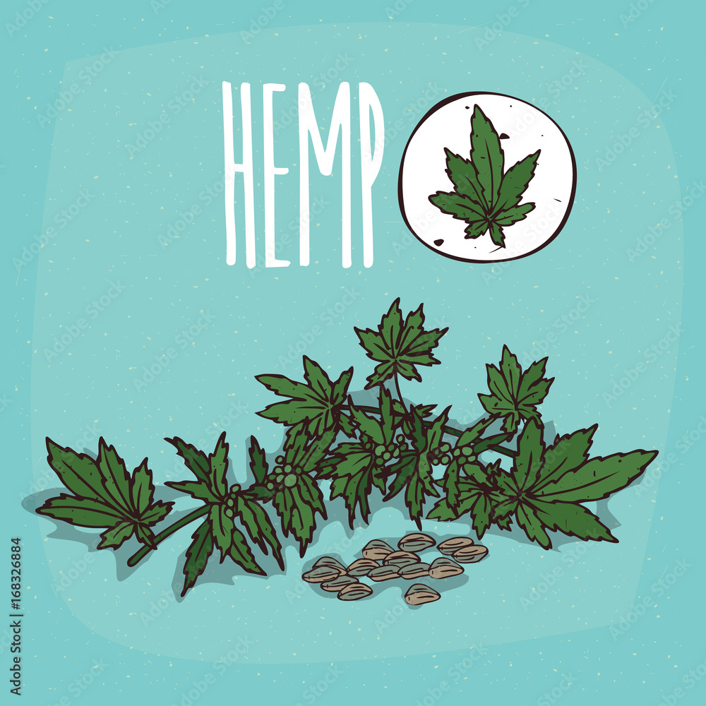 Φωτογραφία Set of isolated plant Hemp leaves herb with seeds, Simple round icon of Cannabis