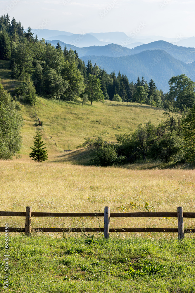 Tara Mountain Panoramic View Meadow and Pine Forest