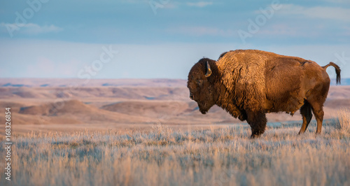 Bison in Grasslands National Park