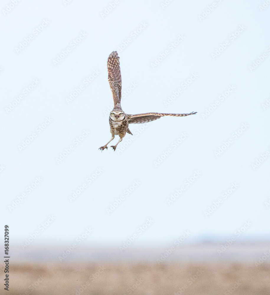 Fototapeta premium Burrowing owl in flight