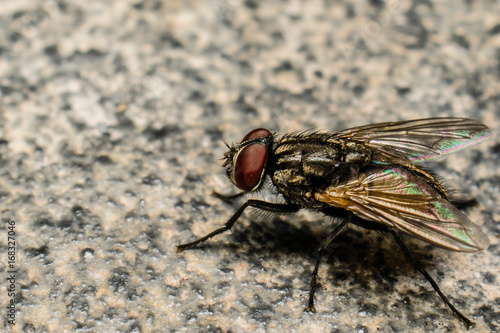 Fly Detail