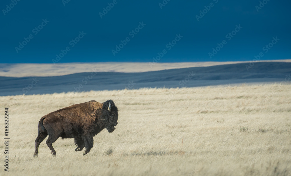 Bison in the prairie skies